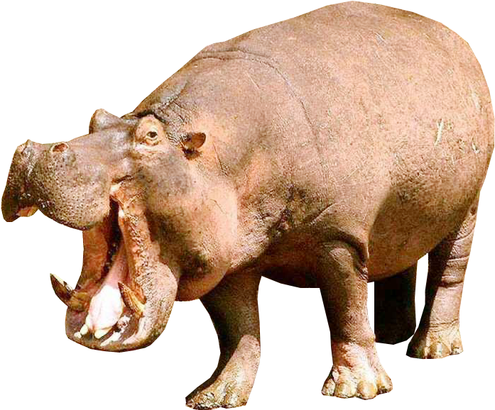 Hippopotamus Yawning Isolated.png PNG