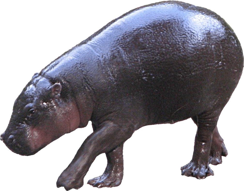 Hippopotamuson Land.png PNG