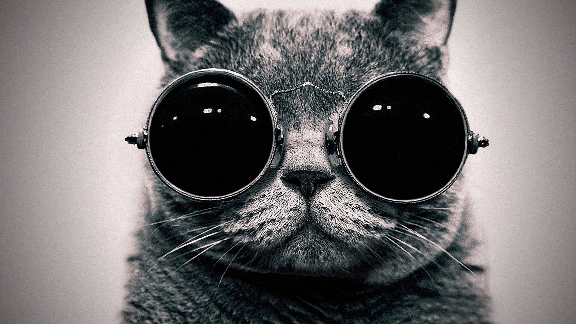 Gatocinza Hipster Com Óculos. Papel de Parede