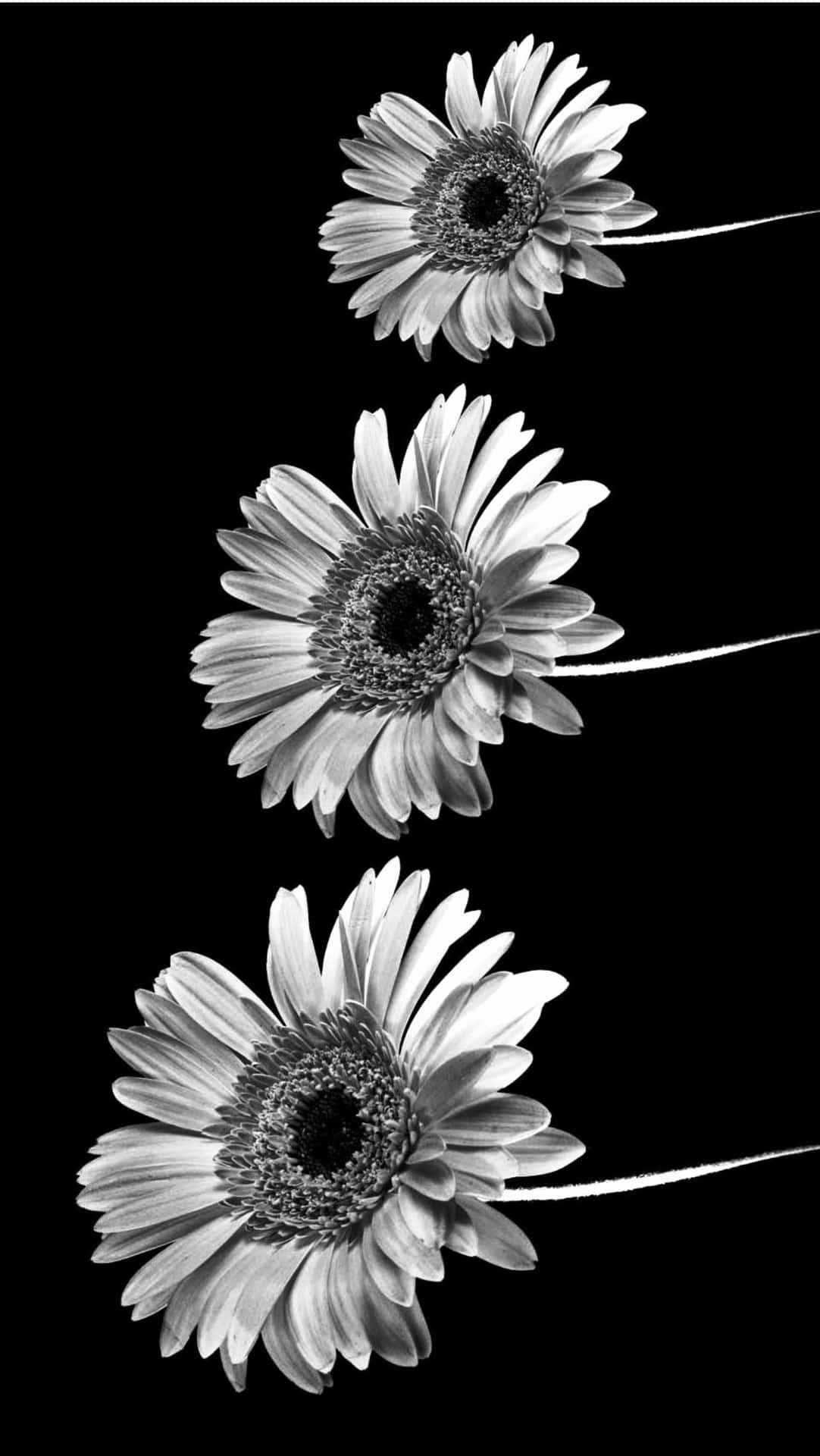 Three Daisies In Black And White On A Black Background Wallpaper