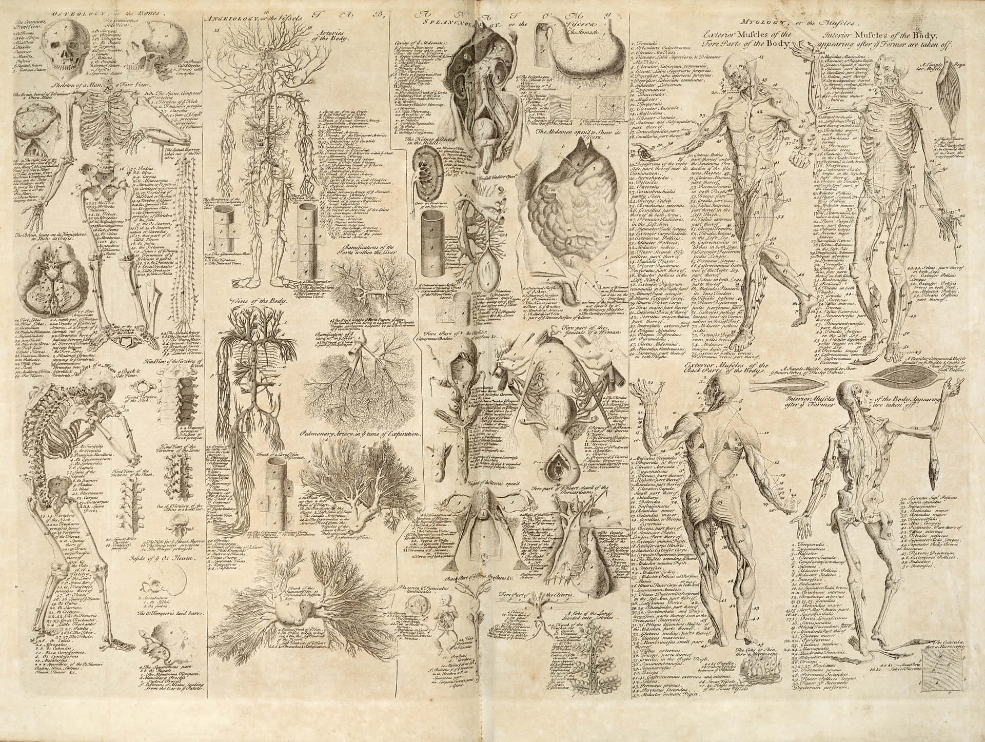 Historical Anatomy Chart Wallpaper