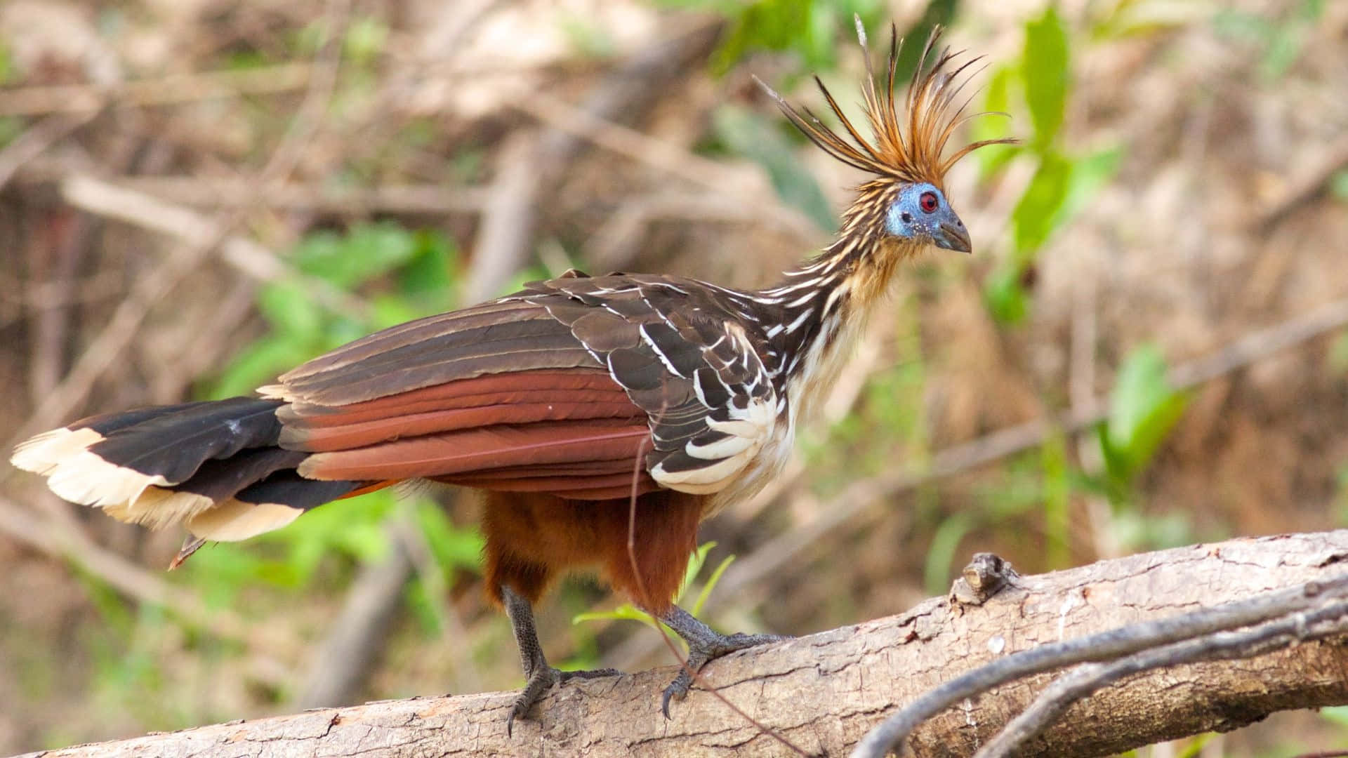 Hoatzin_ Bird_ Perched_ On_ Branch.jpg Wallpaper