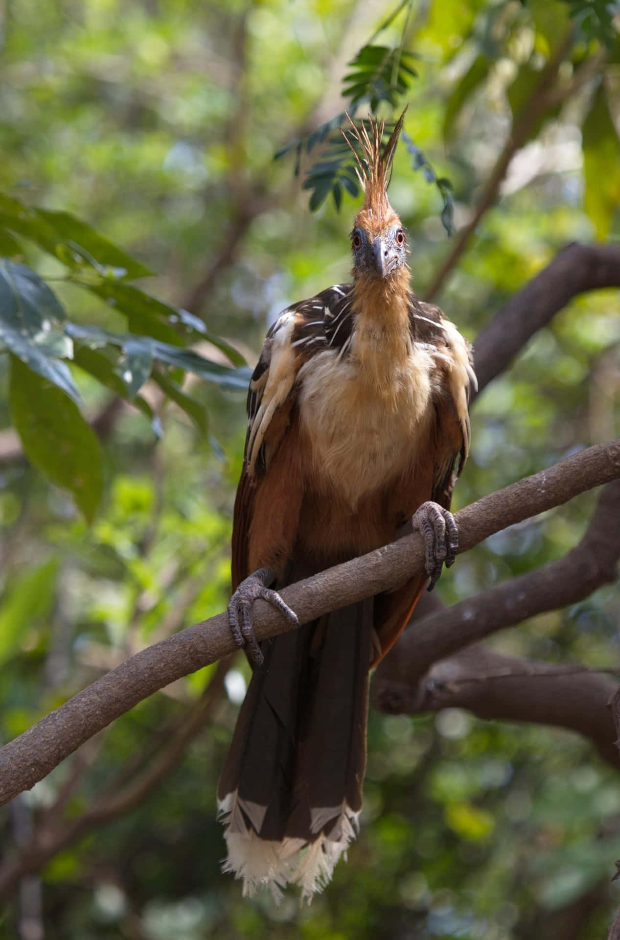 Hoatzin_ Bird_ Perched_on_ Branch.jpg Wallpaper