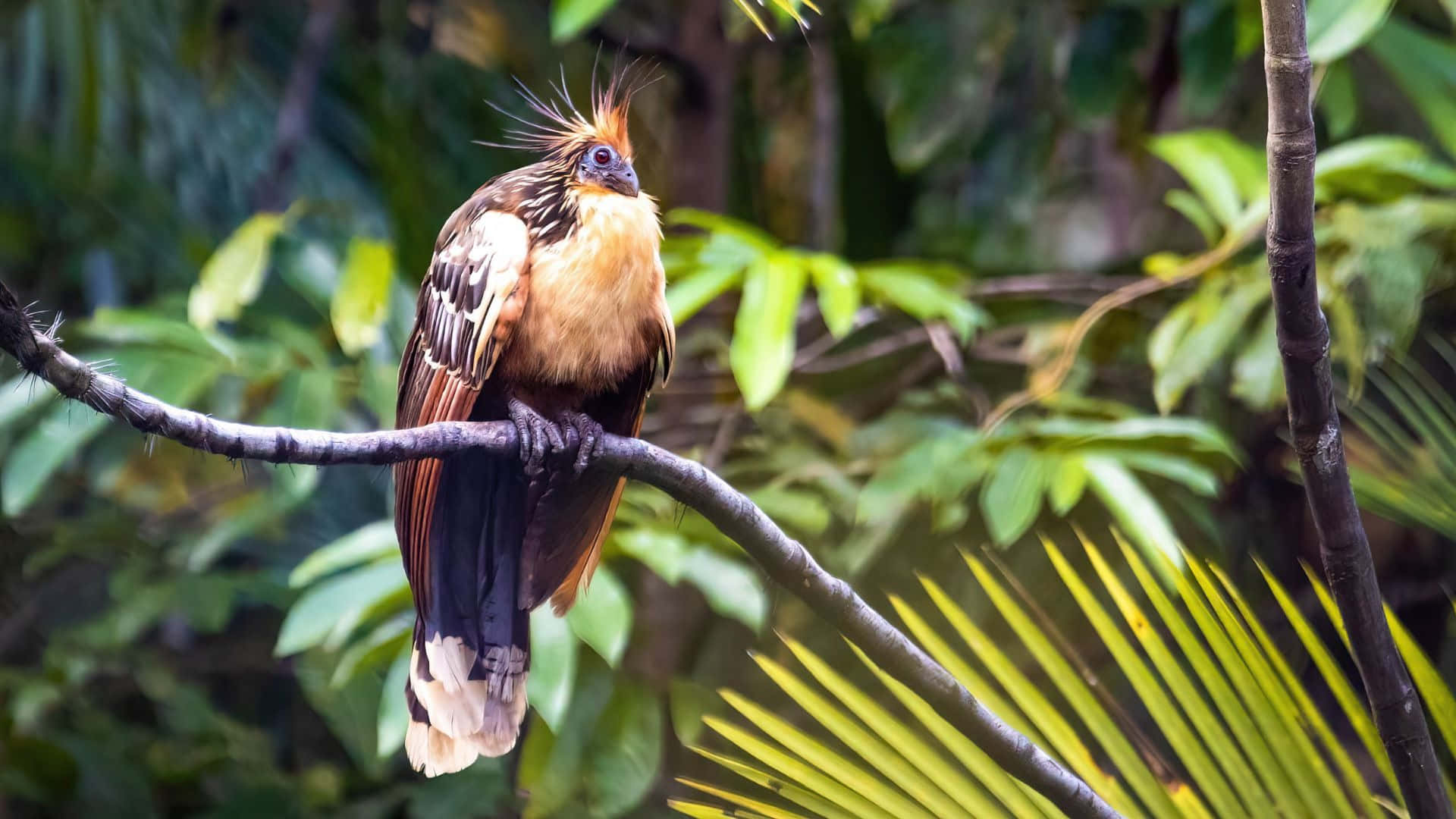 Hoatzin Bird Perchedon Branch Wallpaper