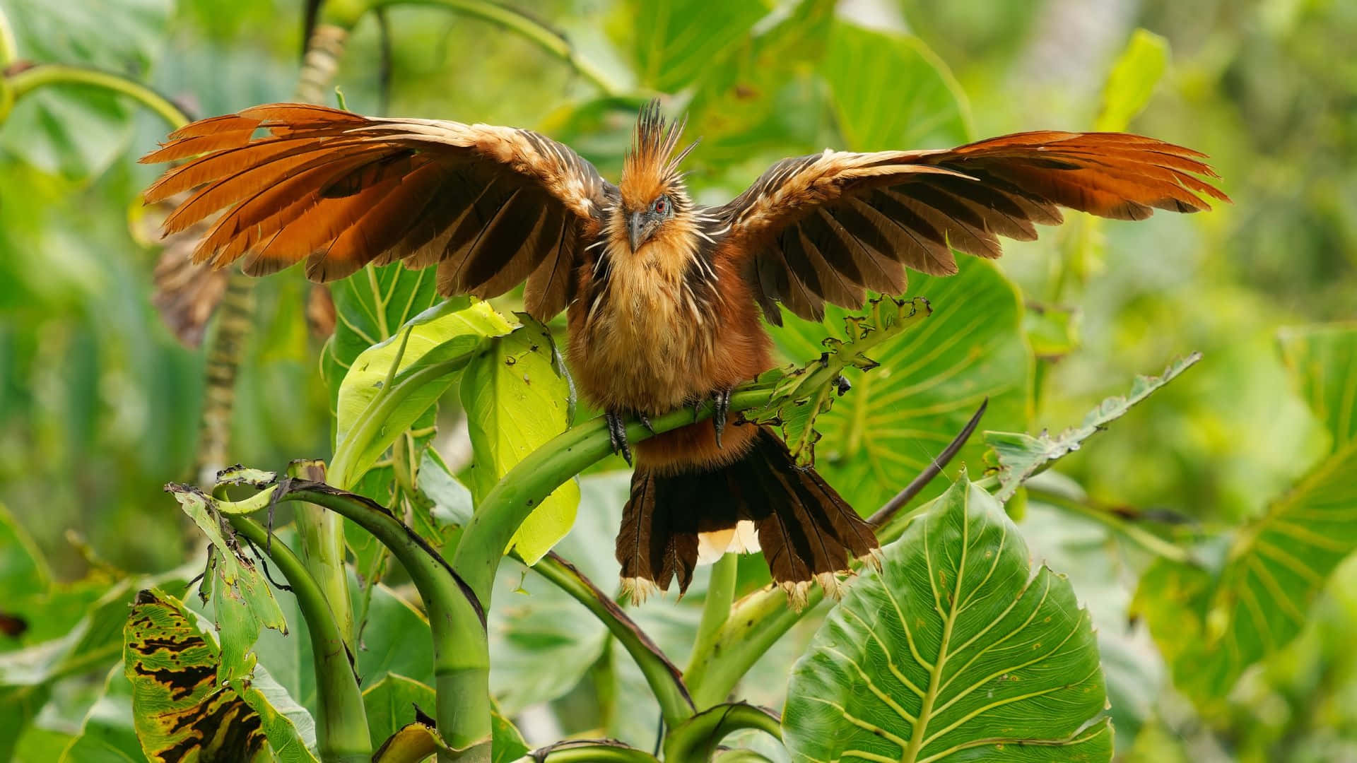 Hoatzin_ Bird_ Spreading_ Wings Wallpaper