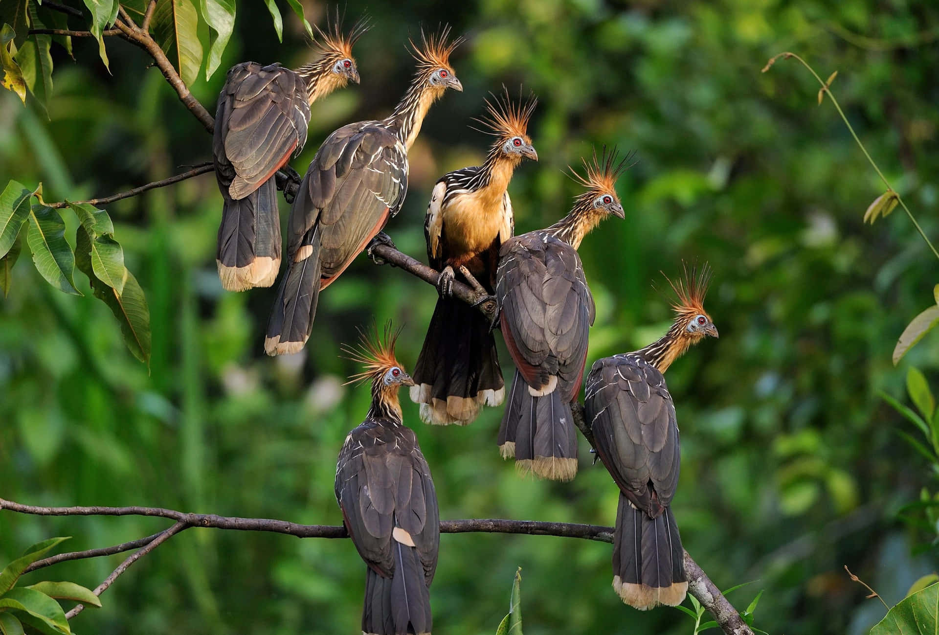 Hoatzin Birds Perching Branch Wallpaper