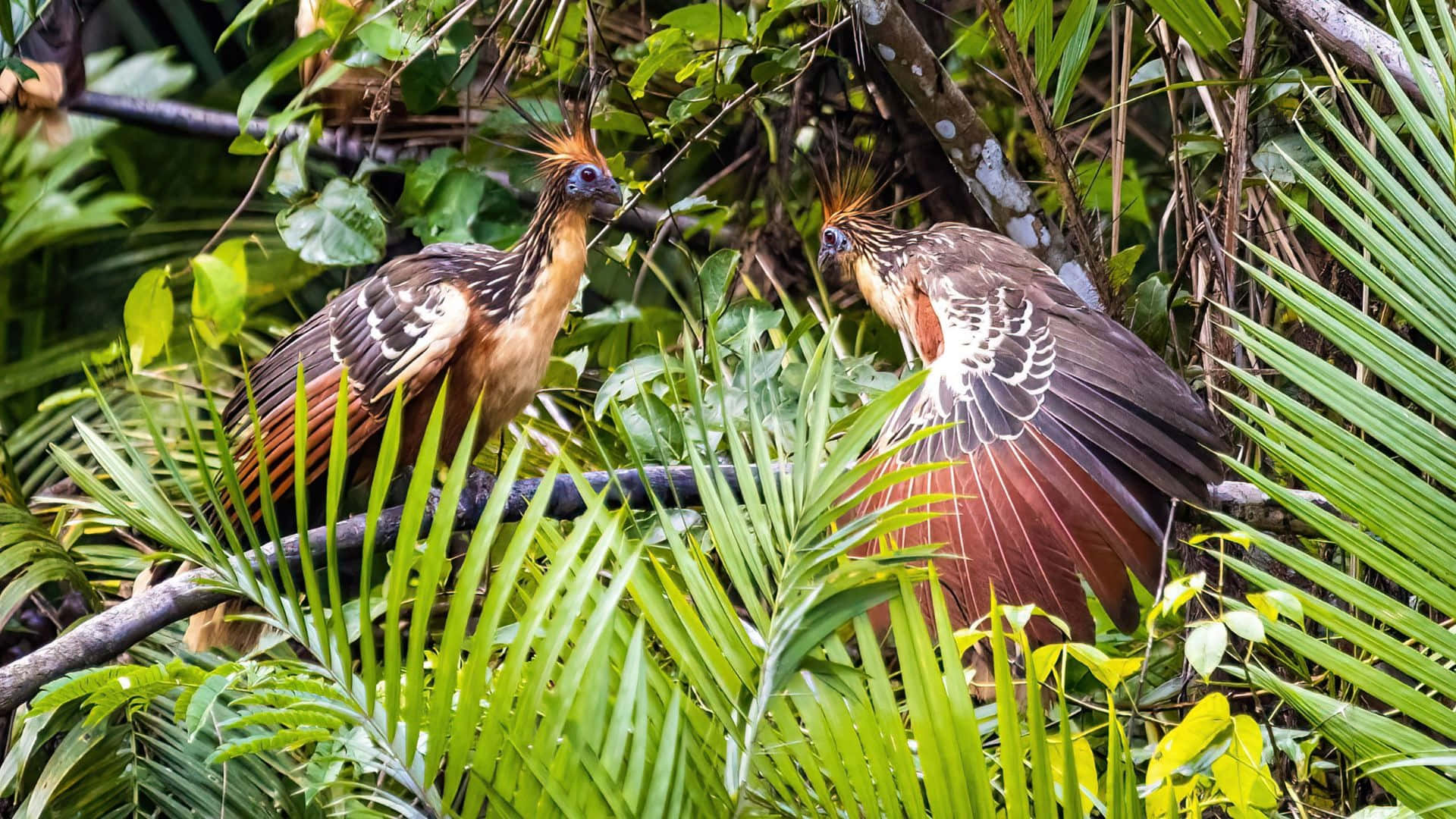 Hoatzin Birdsin Rainforest Habitat Wallpaper