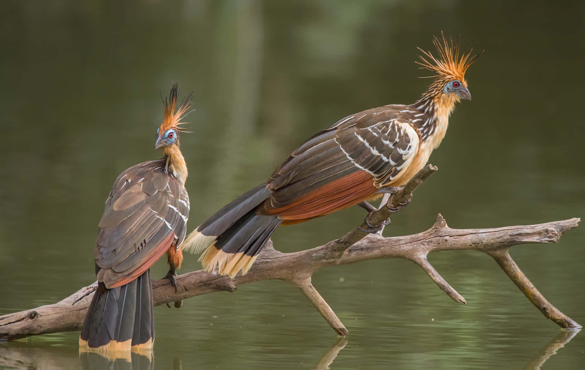 Hoatzin Birdson Branch Wallpaper