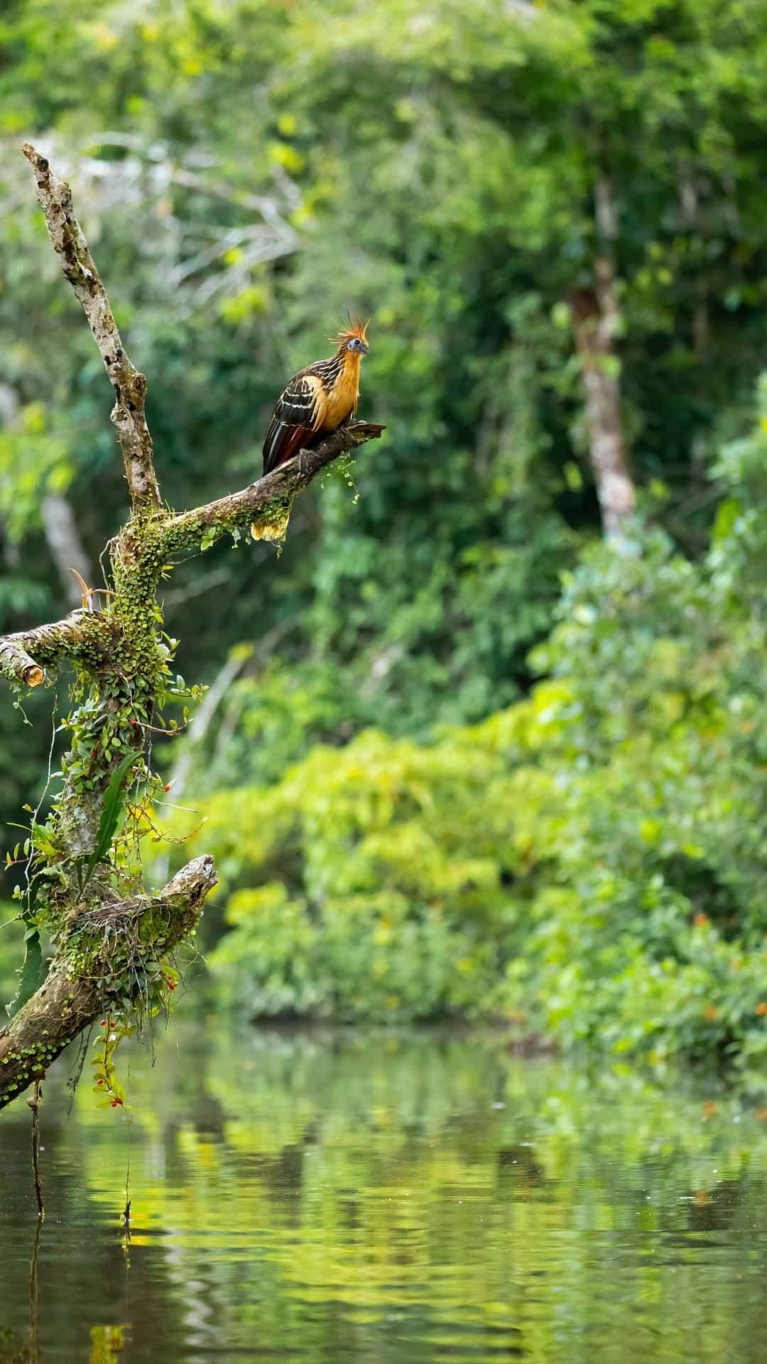 Hoatzin_ Perched_ Above_ Water Wallpaper