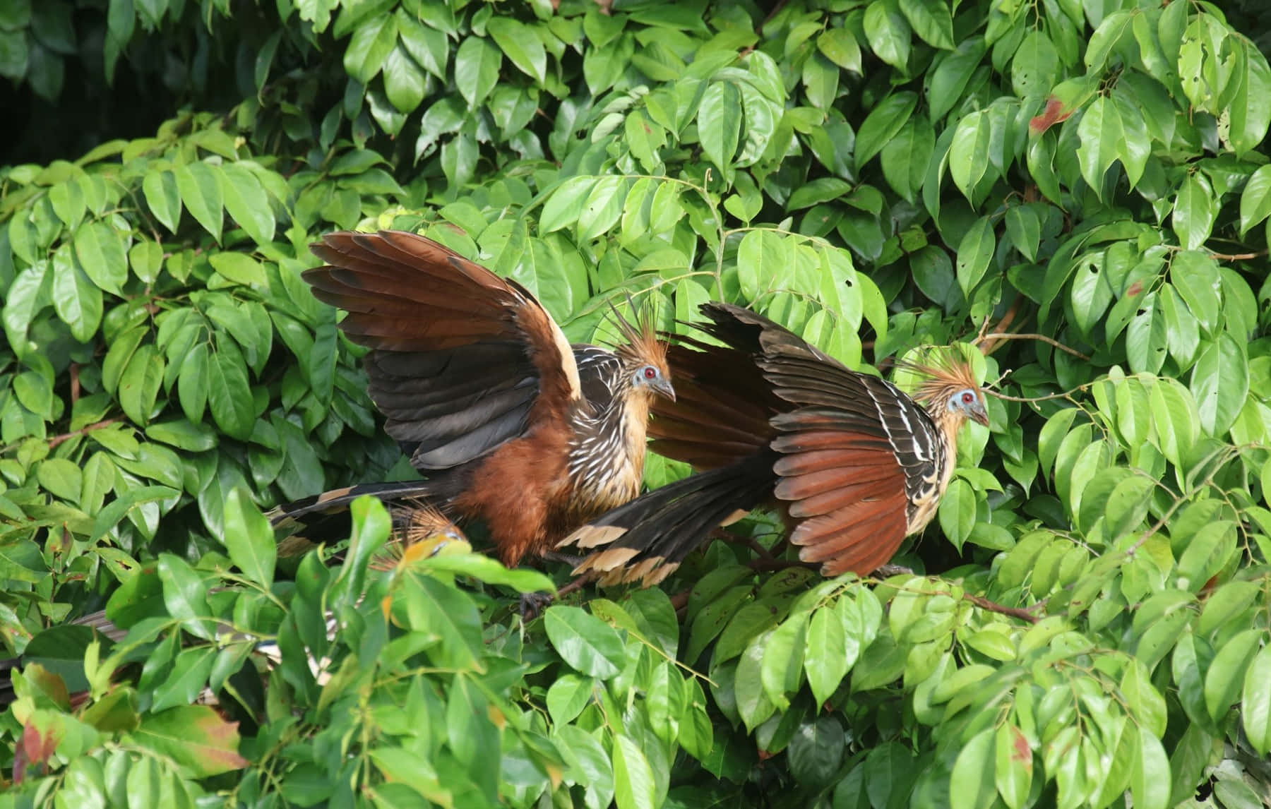 Hoatzins_ Spreading_ Wings_ Amidst_ Foliage Wallpaper