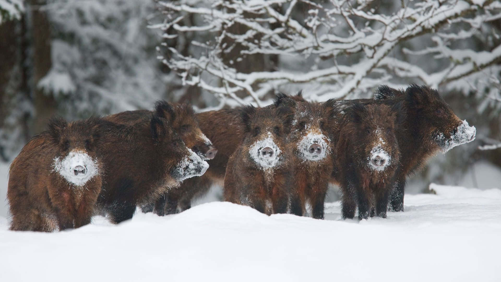 Hog In Winter Snow Wallpaper