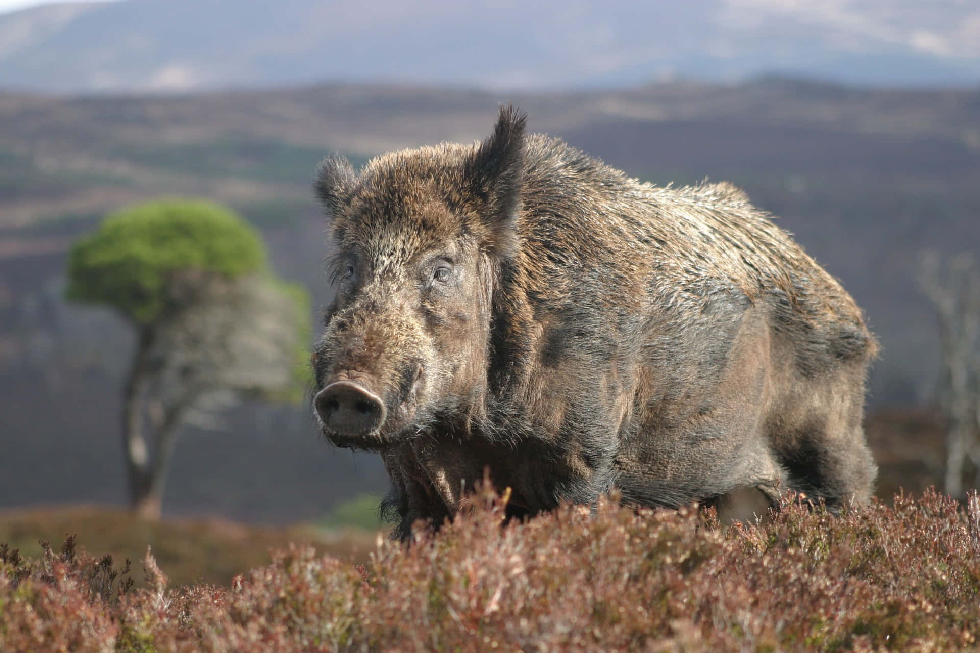 A female domestic breed hog in a grassy meadow Wallpaper