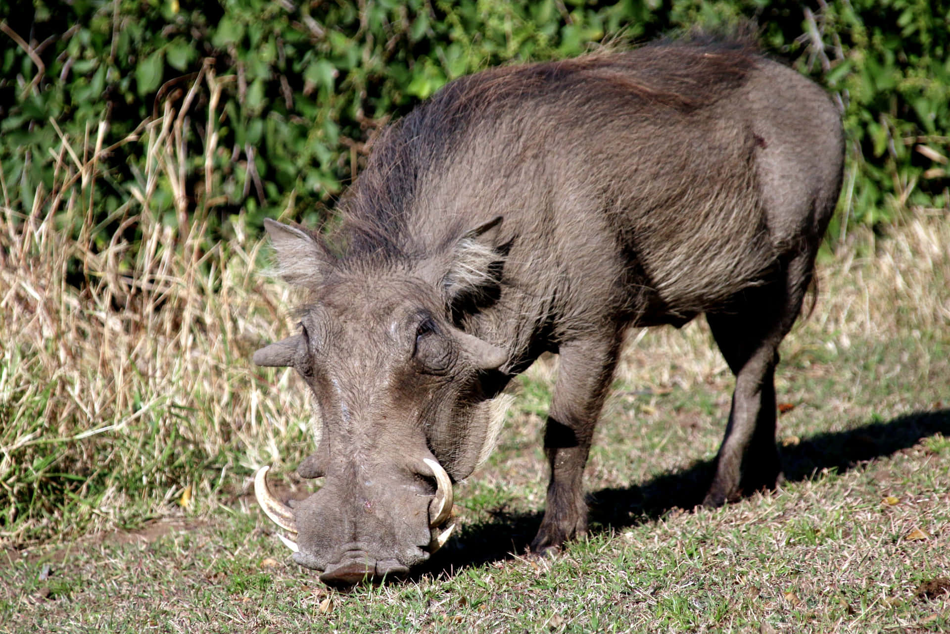 A Warthog Eating Grass Wallpaper