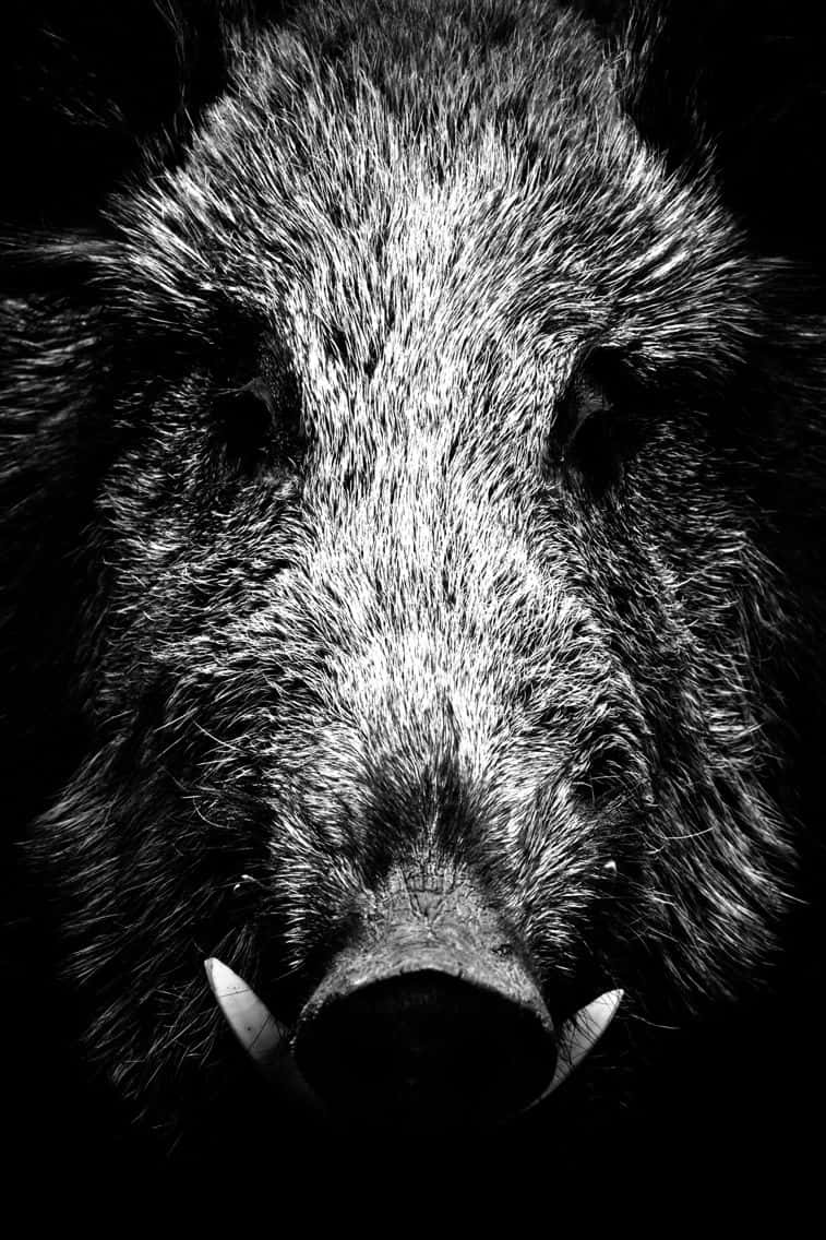 Beautiful Hog In Black And White Wallpaper