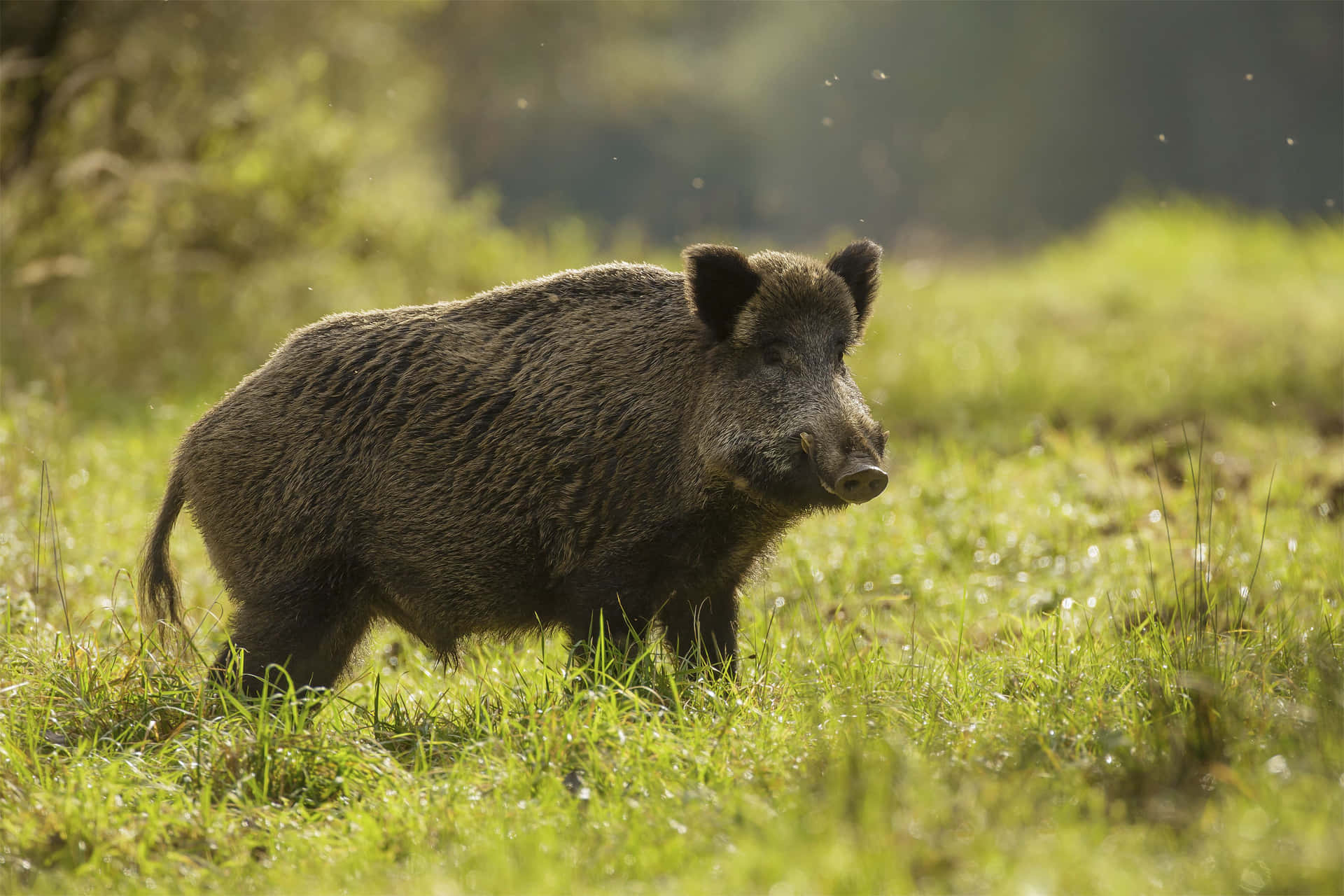 En vred gris med skarpe raslebor, klar til at kæmpe. Wallpaper