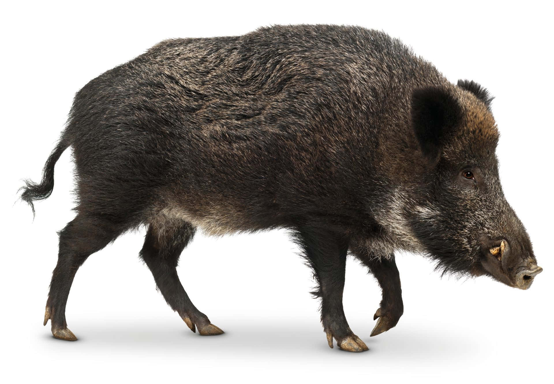 A majestic looking hog stares straight ahead in its natural habitat Wallpaper