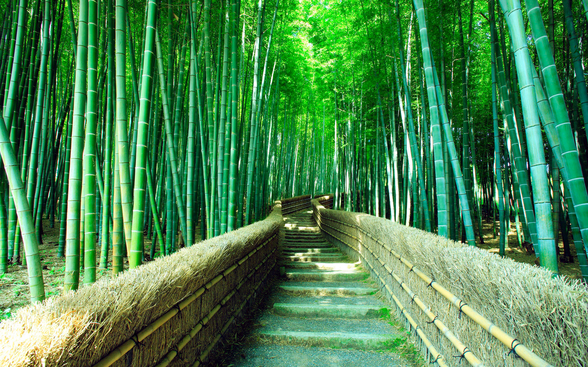 Høj Bambus 4k Skov Wallpaper