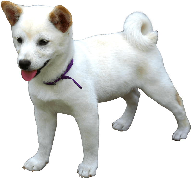 Hokkaido Dog White With Purple Collar PNG