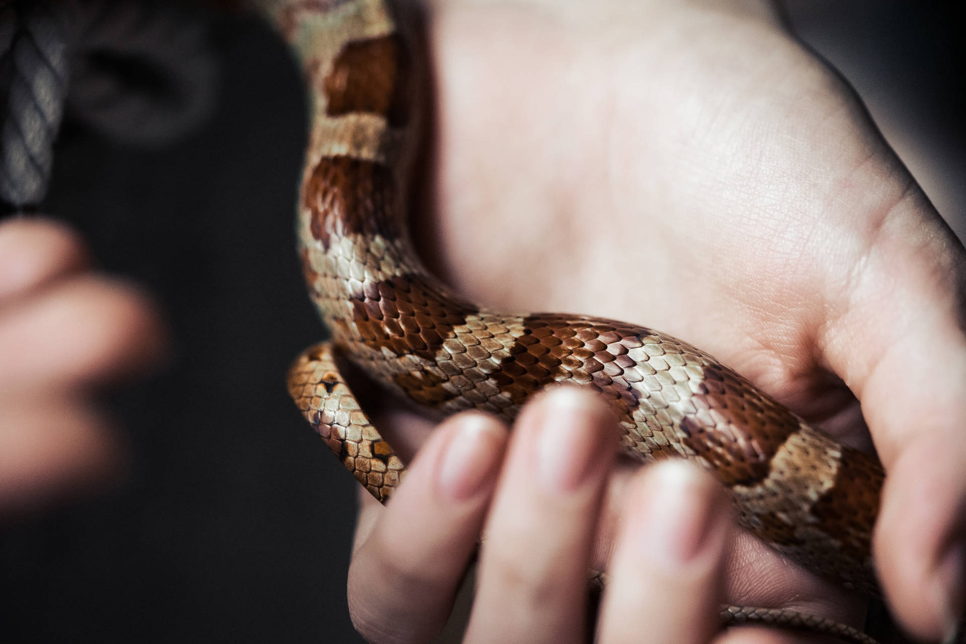 Sosteniendouna Pequeña Serpiente, Un Animal Impresionante. Fondo de pantalla