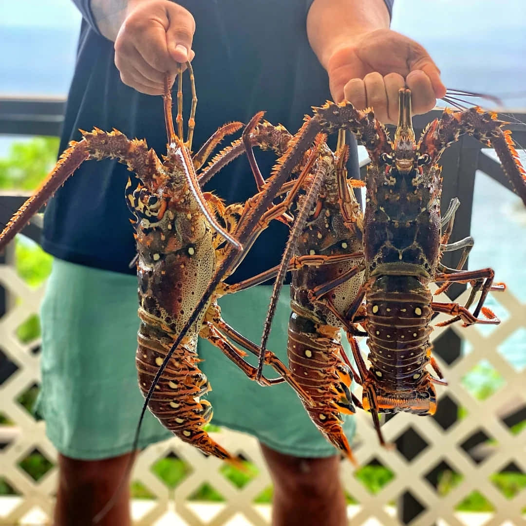 Holding Spiny Lobsters Wallpaper