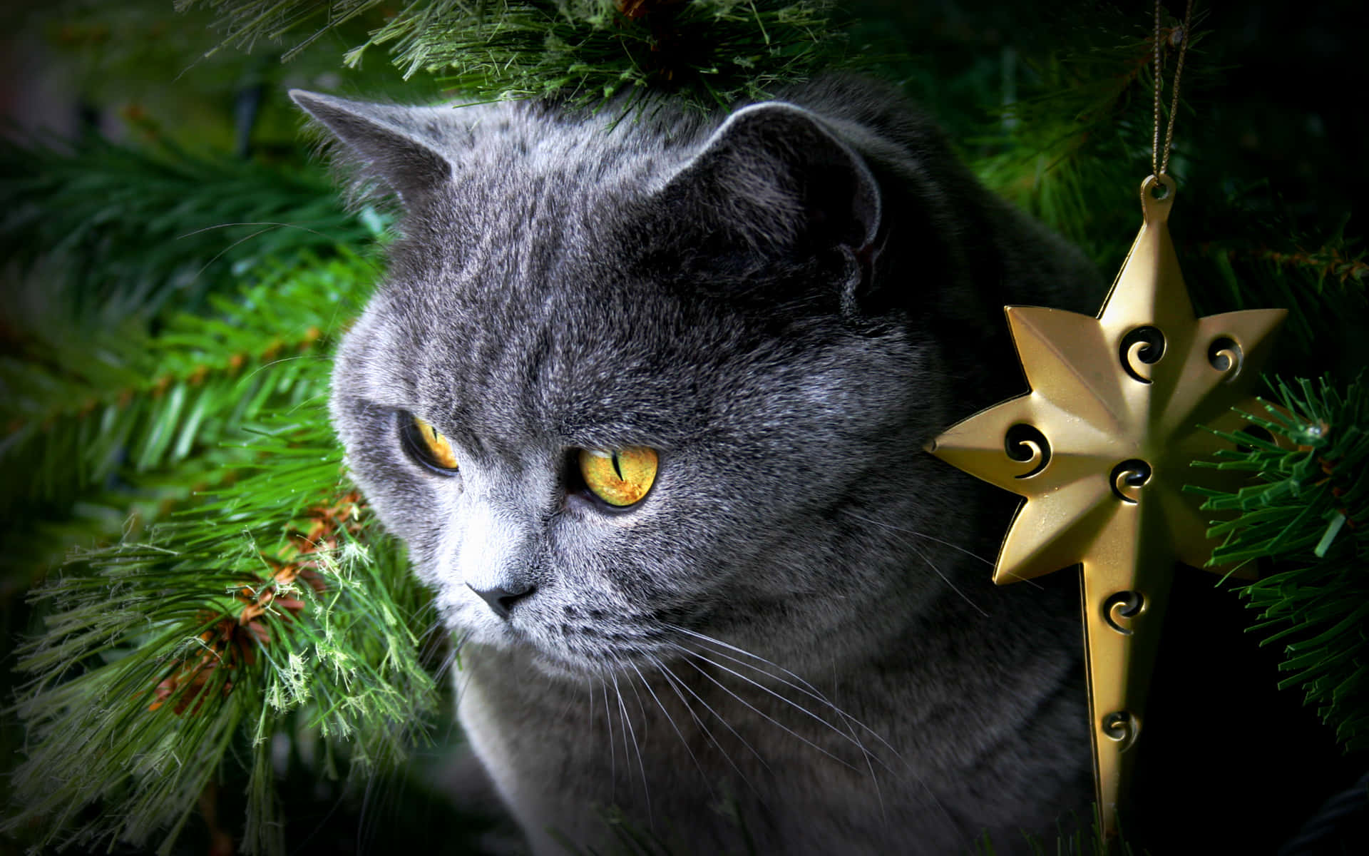 Holiday Feline Amongst Pines.jpg Wallpaper