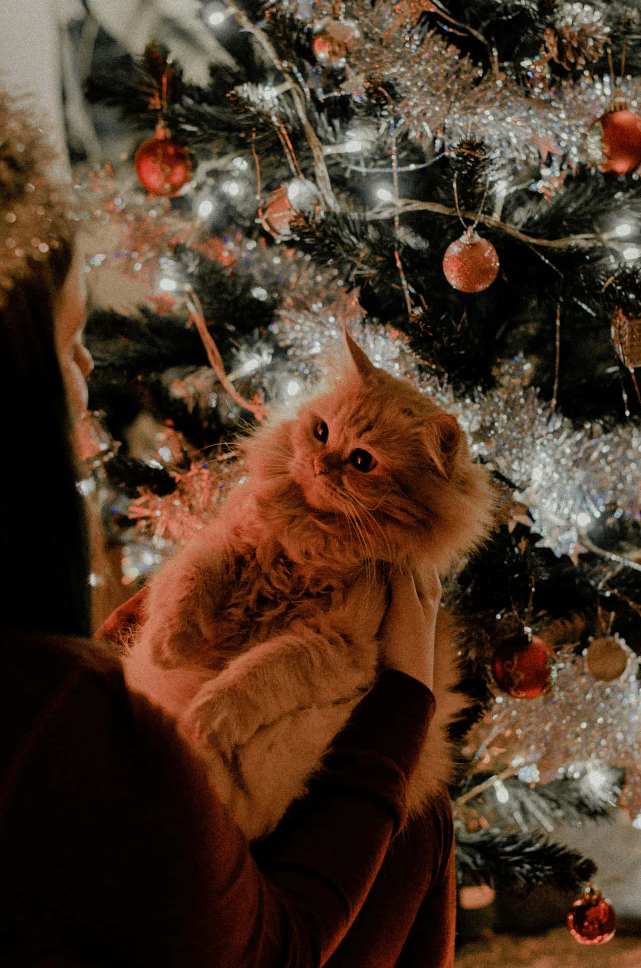 Holiday Feline Festivity.jpg Wallpaper