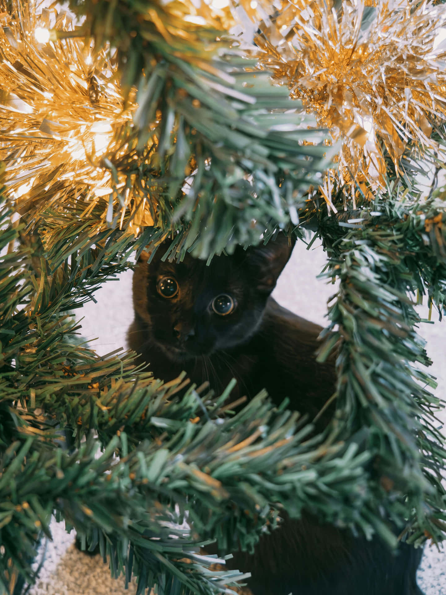 Holiday Hidden Kitty.jpg Wallpaper