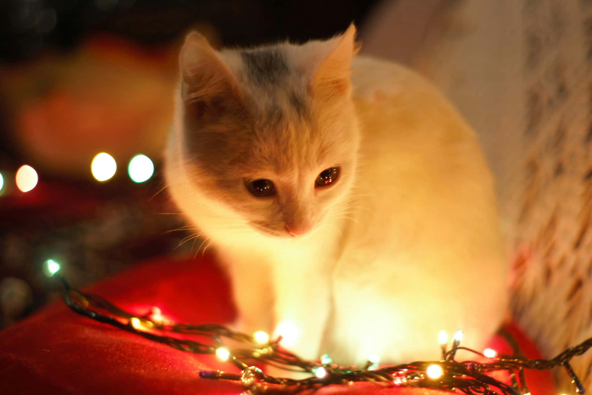 Holiday Kitten Amidst Christmas Lights.jpg Wallpaper