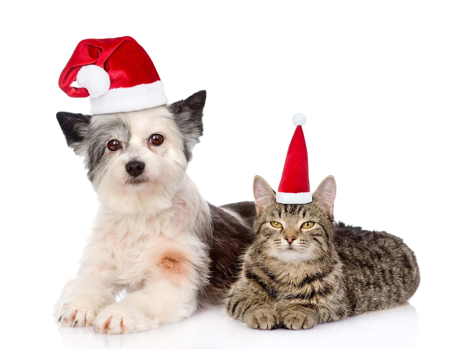 Holiday Pet Pals Santa Hats.jpg Wallpaper