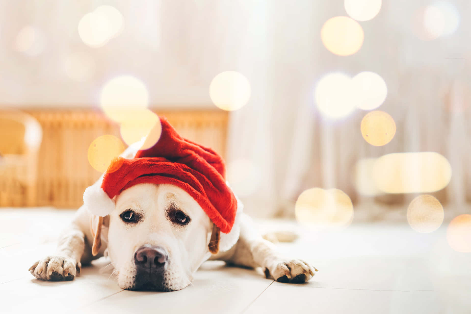 En hund iført en julehue på gulvet