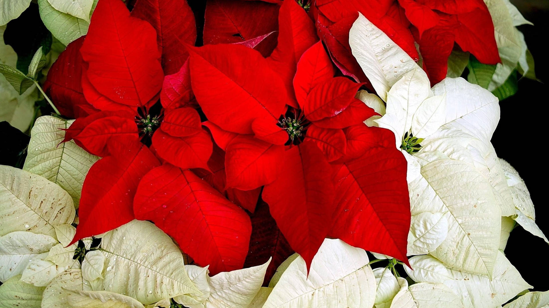 Holiday Red And White Poinsettia