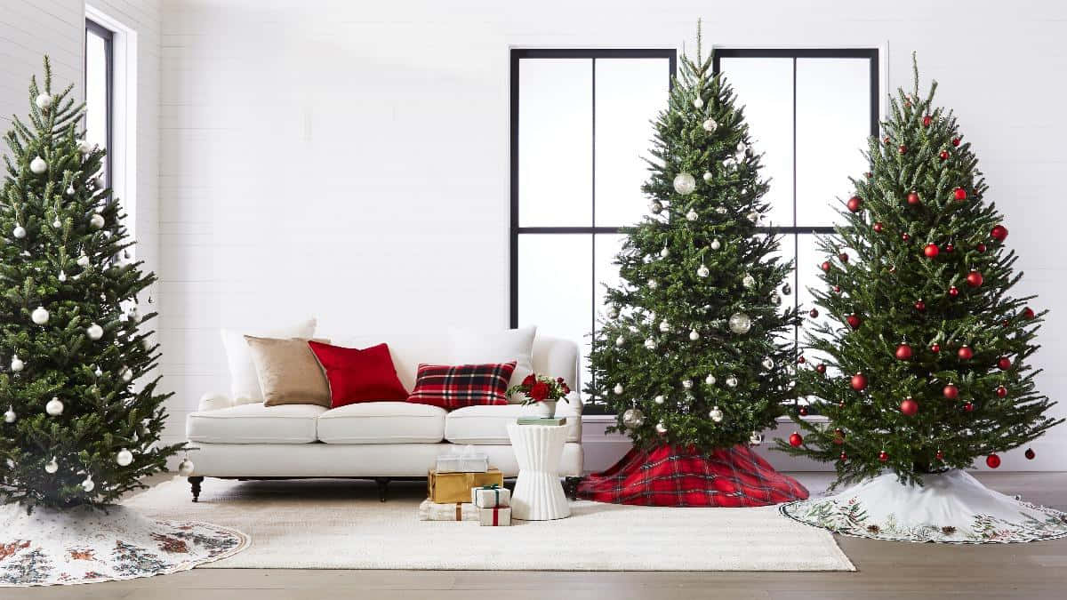 Dreiweihnachtsbäume Als Zoom Hintergrund Für Feiertage