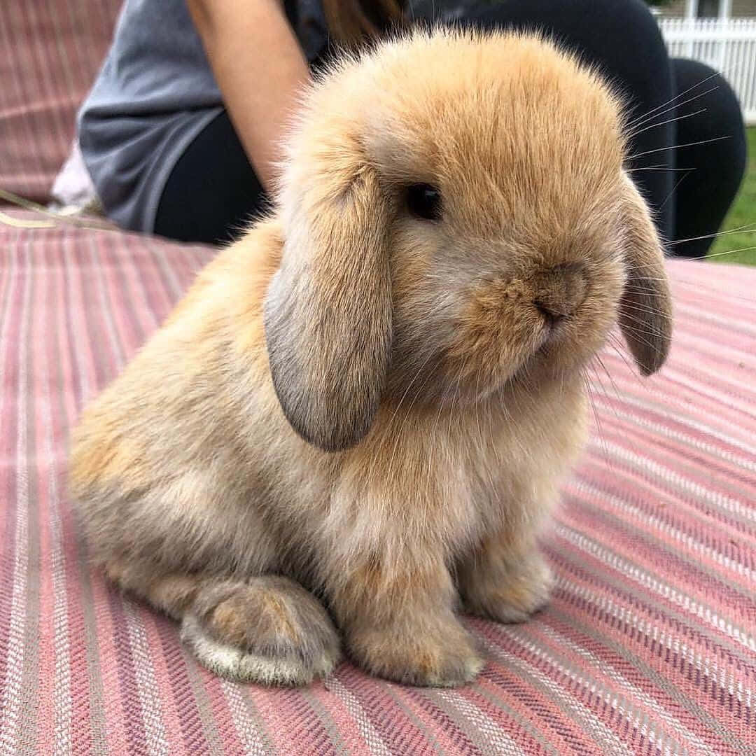 Holland Lop Cute Bunny Picture