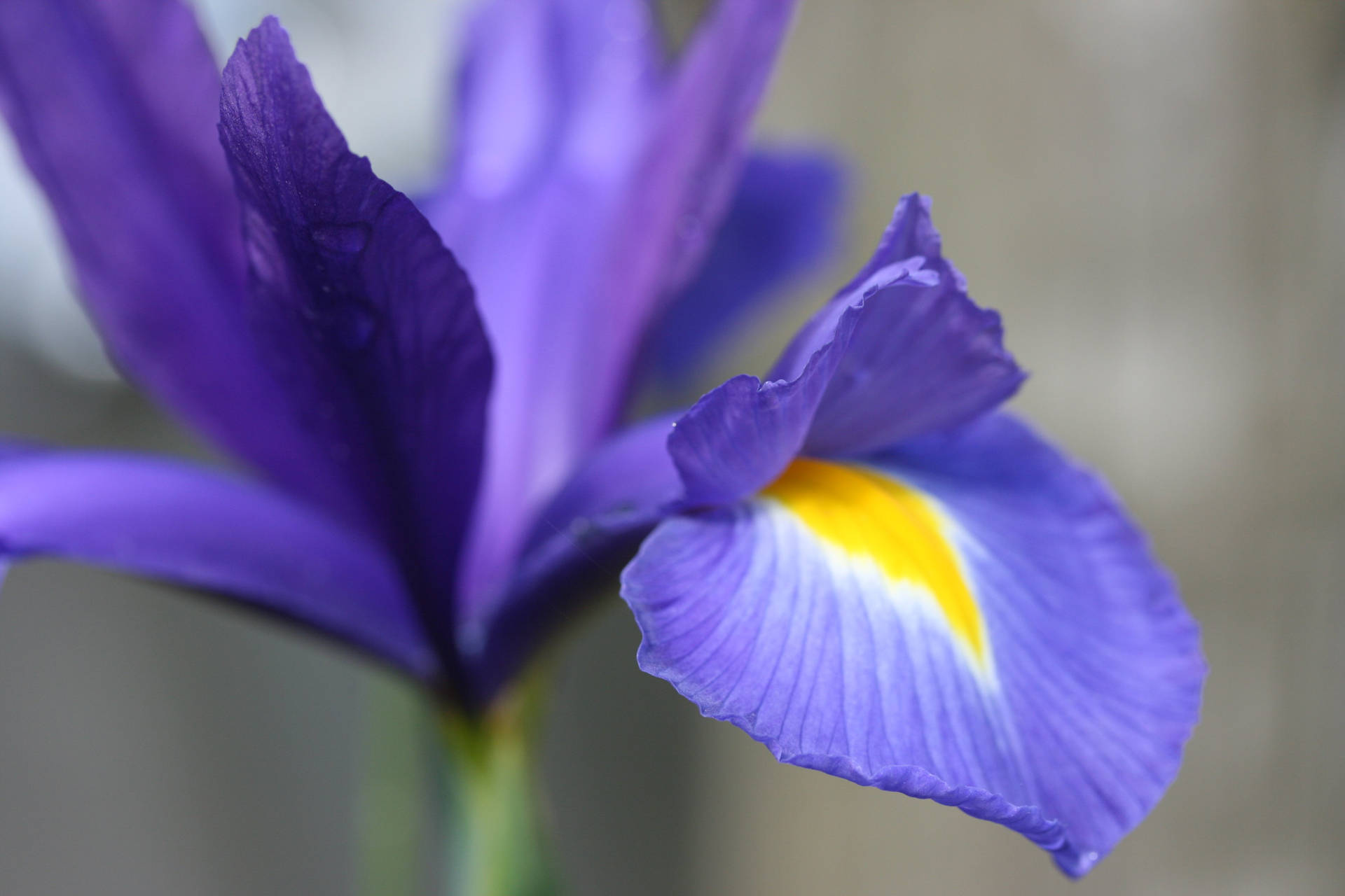 Hollandica Iris Flower