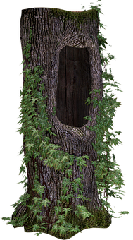 Hollow Treewith Ferns PNG