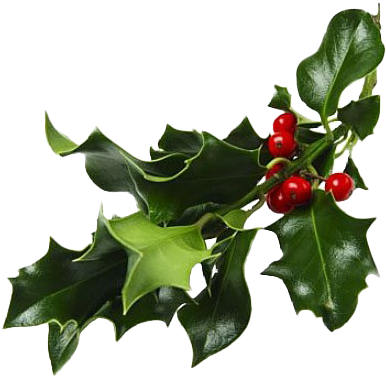 Holly Branch Red Berries.png PNG