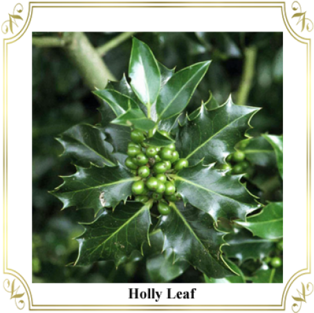 Holly Leaves Green Berries Frame PNG