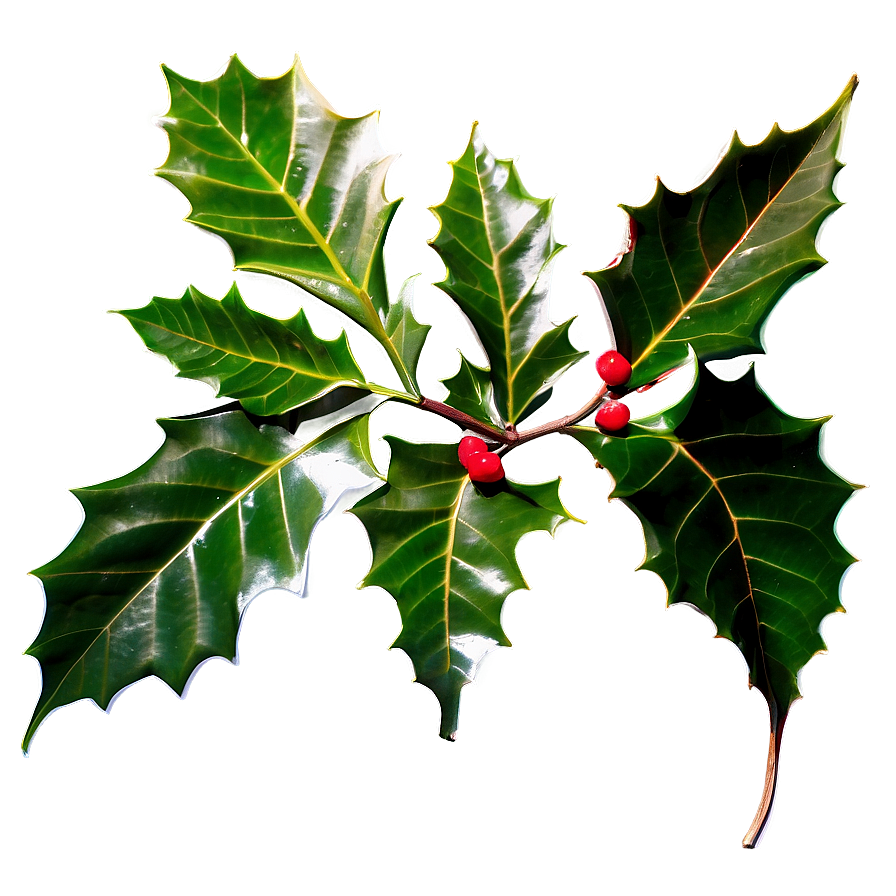 Download Holly Leaves Png Llj78 | Wallpapers.com