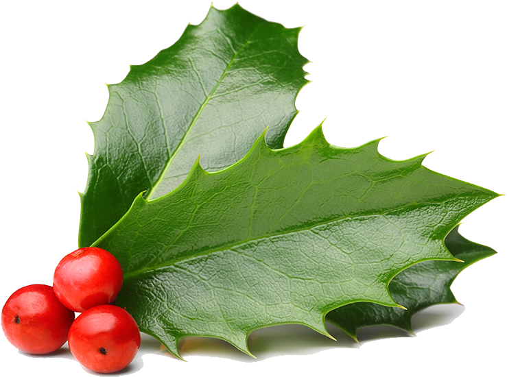 Holly Leavesand Berries PNG