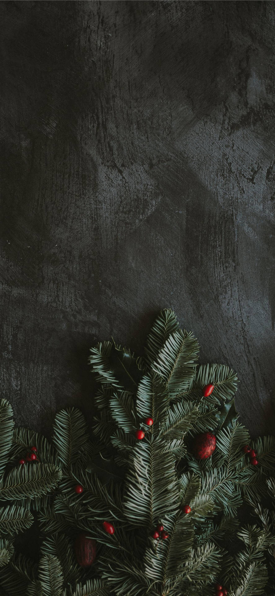 Holly On A Dark Gray Background Wallpaper