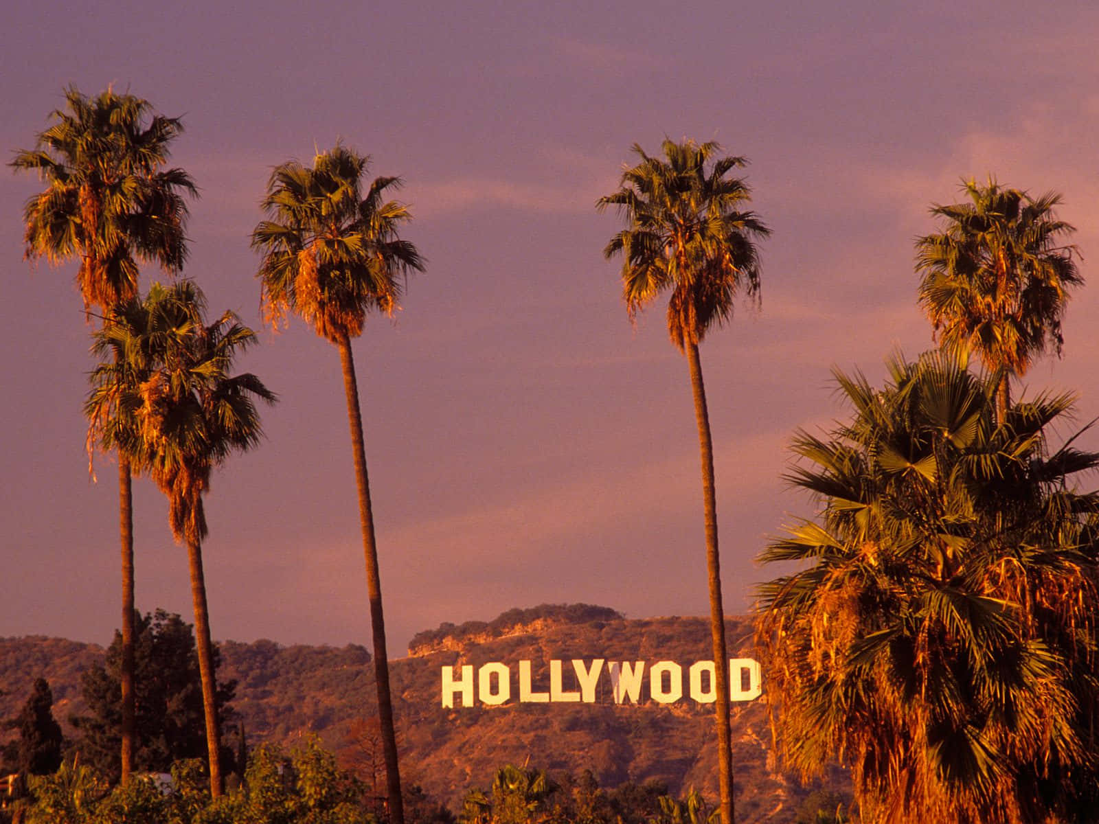 Hollywoodhintergrund Schildtafel Bei Sonnenuntergang
