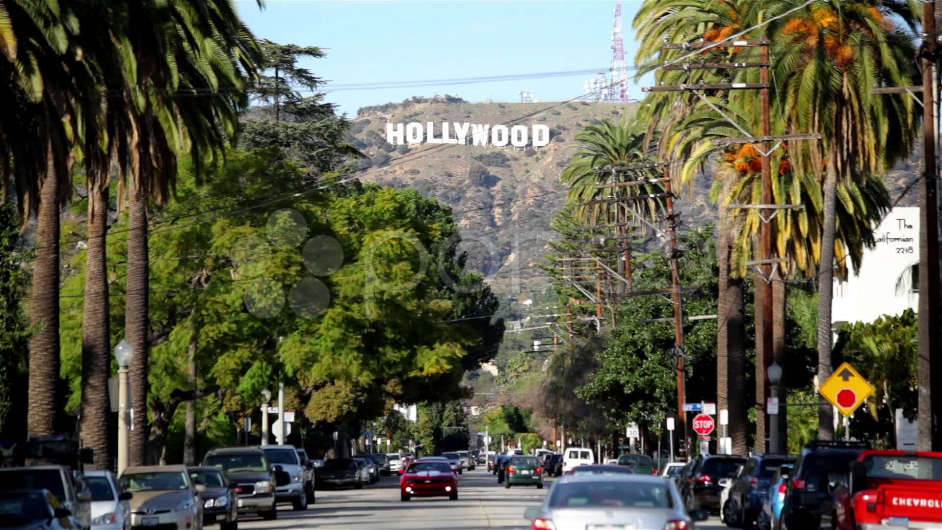 Árbolesen Las Calles De Hollywood Fondo de pantalla
