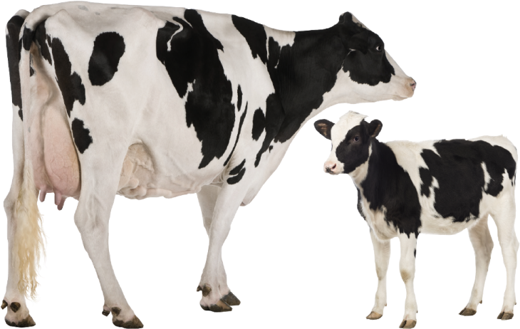 Holstein Cowand Calf PNG