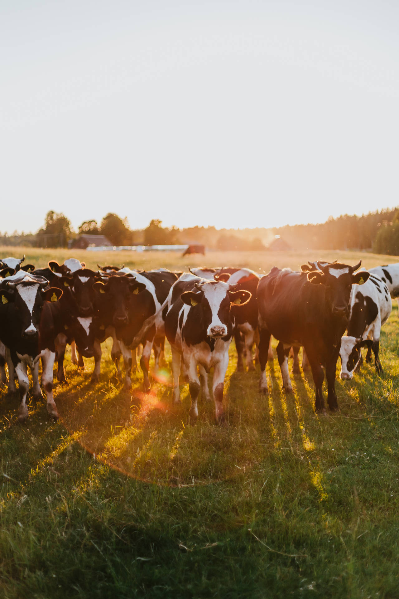 Holsteinfriesian-rinderherde Bei Sonnenuntergang Wallpaper