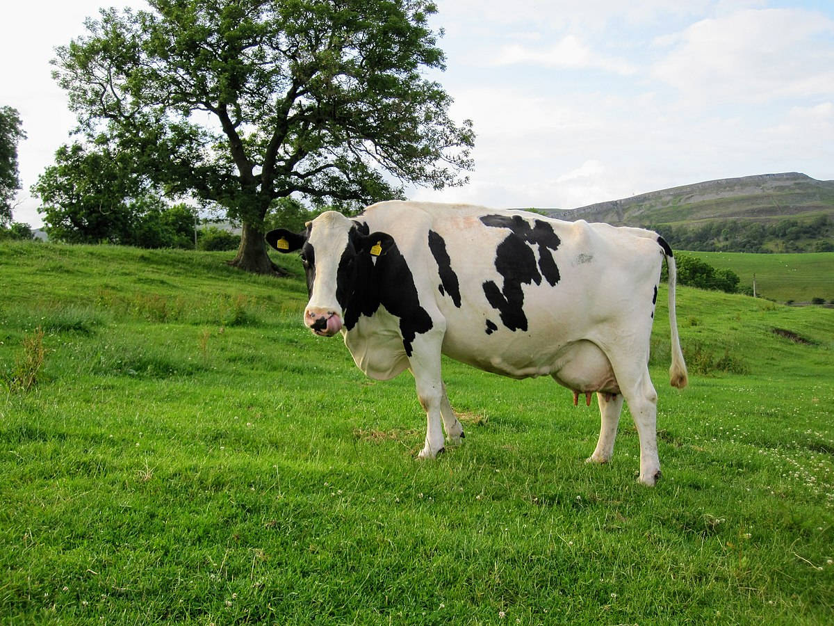 Maestosibovini Di Razza Holstein Friesian Che Pascolano In Un Rigoglioso Campo Verde Sfondo