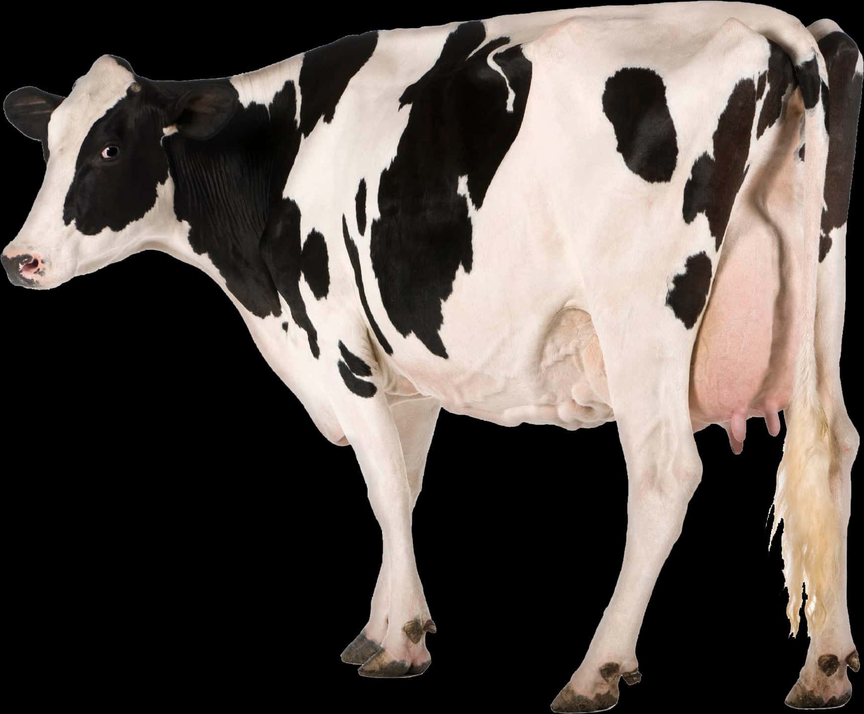Holstein Friesian Cow Isolated PNG