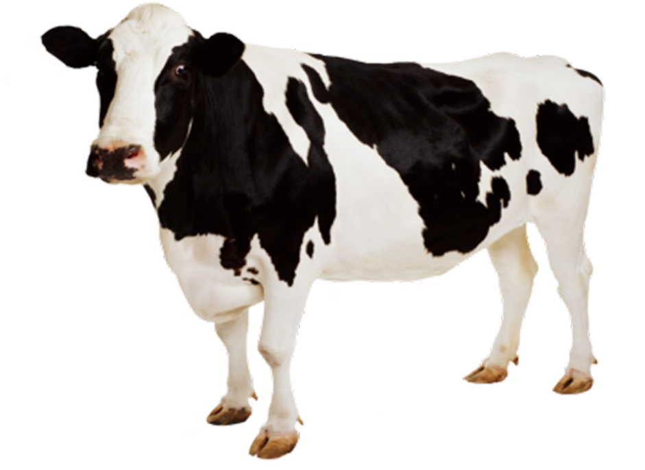 Holstein Friesian Dairy Cow Standing PNG