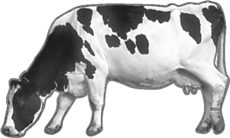 Holstein Friesian Dairy Cow PNG