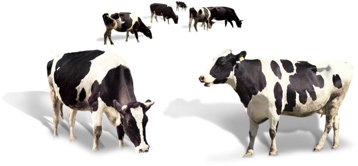 Holstein Friesian Dairy Cows PNG