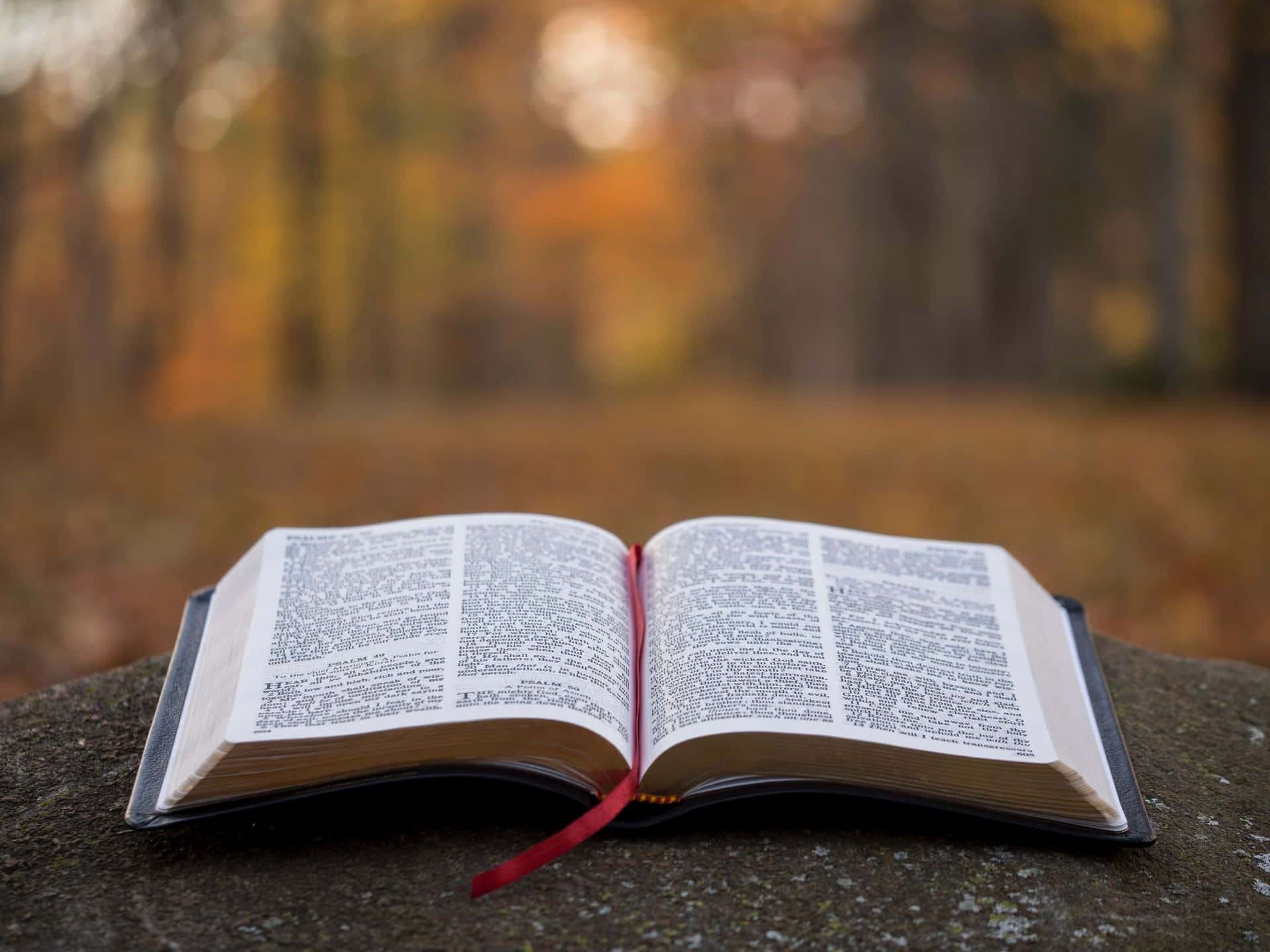 Holy Bible On A Foggy Forest Wallpaper